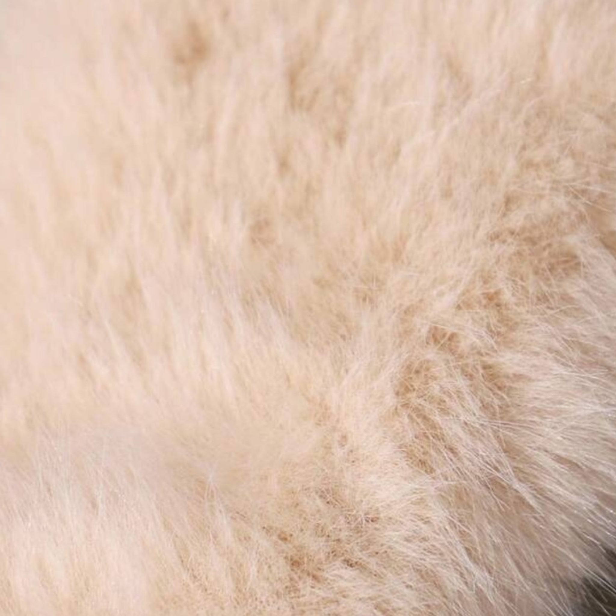 Faux Fur Collar Puffer Jacket